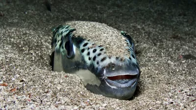 Smrtonosna riba se zna tudi skriti. / Foto: Istock