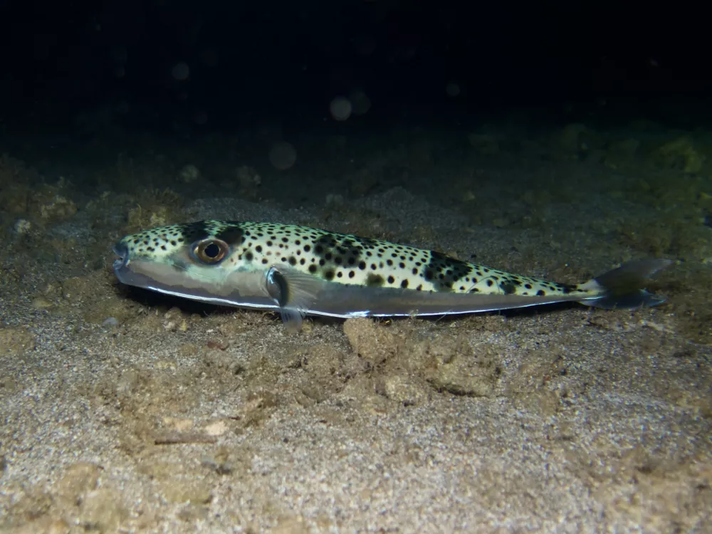 Njeno latinsko ime je Lagocephalus sceleratus. / Foto: Istock