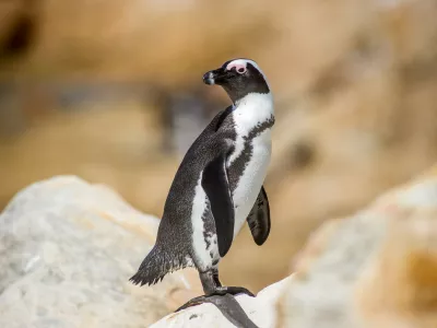 Betty's Bay, South Africa -African penguin (Spheniscus demersus), also known as the jackass penguin and black-footed penguin at Stony Point penguin colony,Image: 954676838, License: Rights-managed, Restrictions:, Model Release: no