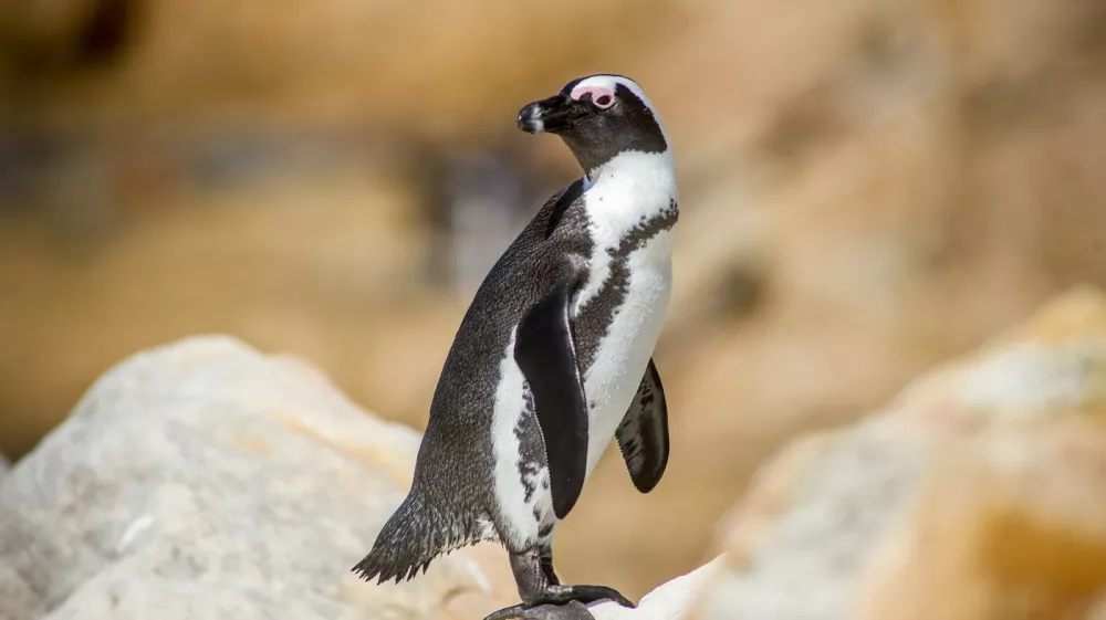 Betty's Bay, South Africa -African penguin (Spheniscus demersus), also known as the jackass penguin and black-footed penguin at Stony Point penguin colony,Image: 954676838, License: Rights-managed, Restrictions:, Model Release: no