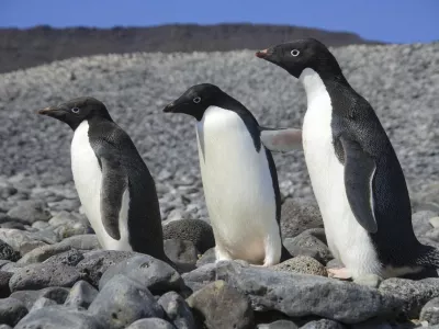 Ad&eacute;lie Penguins (Pygoscelis adeliae) Paulet Is. Antarctica.,Image: 898630566, License: Rights-managed, Restrictions:, Model Release: no