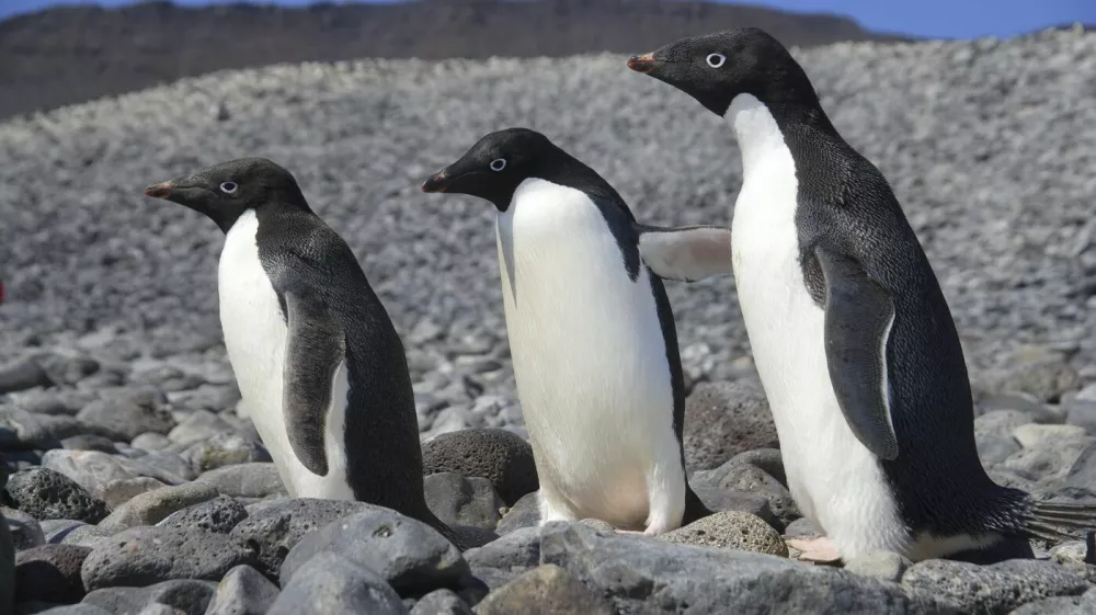 Ad&eacute;lie Penguins (Pygoscelis adeliae) Paulet Is. Antarctica.,Image: 898630566, License: Rights-managed, Restrictions:, Model Release: no