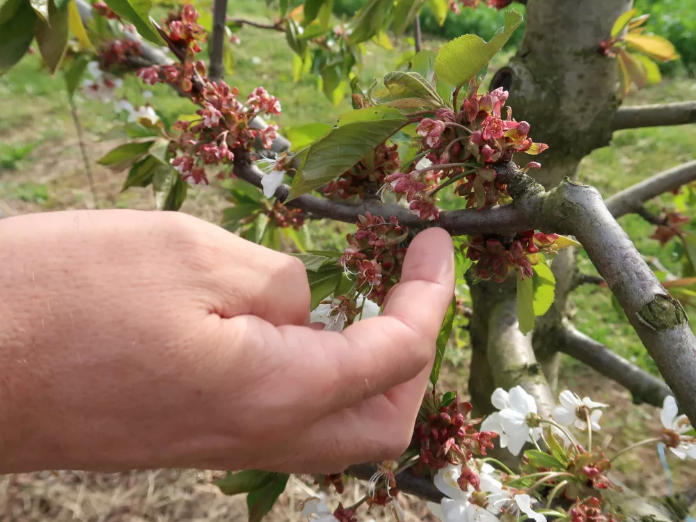 Sadjarstvo, pozeba, nasad, cvetenje če&scaron;enj, Sadjarski center Bilje / Foto: Nata&scaron;a Bucik Ozebek