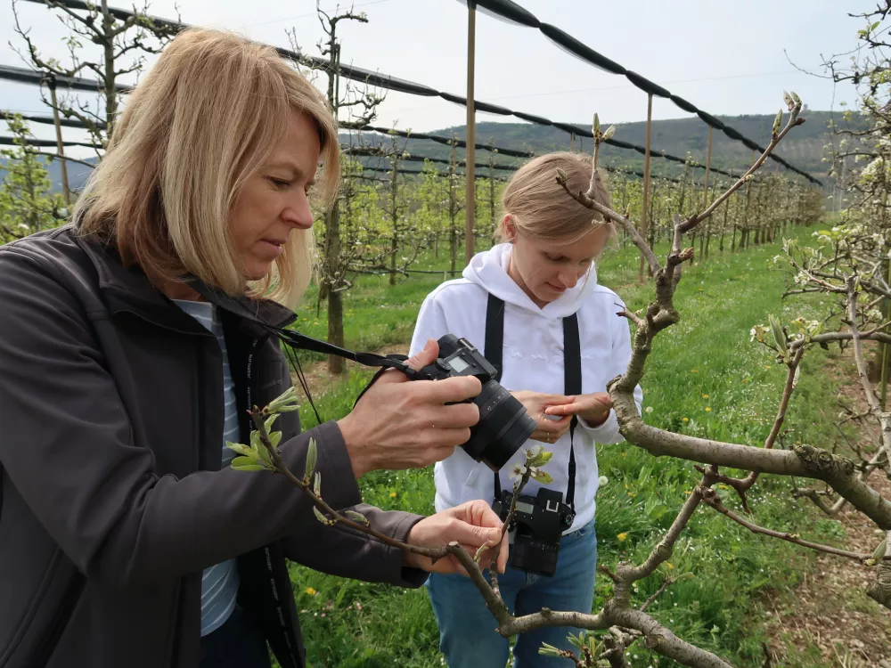 Sadjarstvo, pozeba, nasad, cvetenje če&scaron;enj, Sadjarski center Bilje, Mojca Rot, oddelek za varstvo rastlin KGZS, enota Nova Gorica / Foto: Nata&scaron;a Bucik Ozebek
