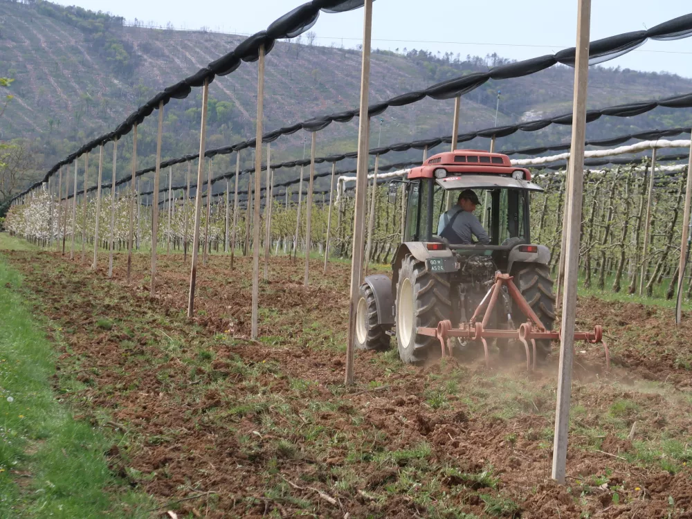 Sadjarstvo, pozeba, nasad, cvetenje če&scaron;enj, Sadjarski center Bilje / Foto: Nata&scaron;a Bucik Ozebek