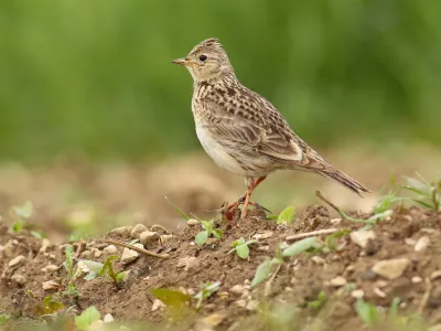 Poljski &scaron;rkjanec je pri nas doma. / Foto: Nina Novak