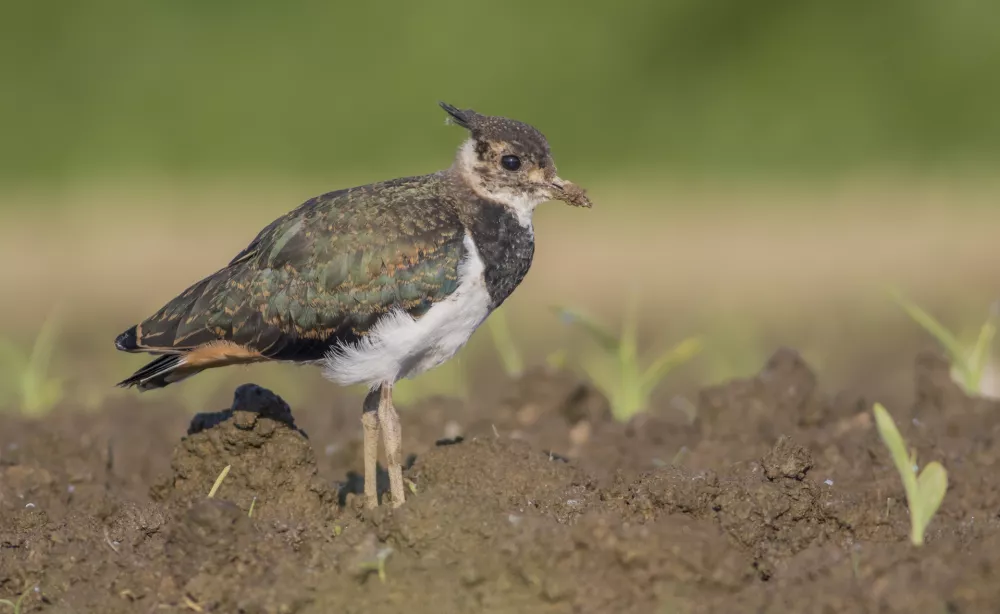 Okoljevarstveniki se veliko ukvarjajo s prav zanimivimi priči pribami. / Foto: Jure Novak