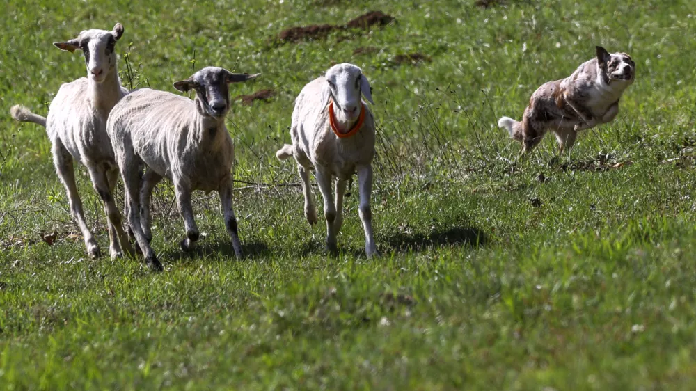 ovca ovce pa&scaron;a12.04.2025 - Ovčarska Spring Trial 2025 &ndash; Mednarodna tekma v pa&scaron;nji ovac v Sloveniji - Klub pa&scaron;nih psov Slovenije - pasma Border CollieFoto: Luka Cjuha