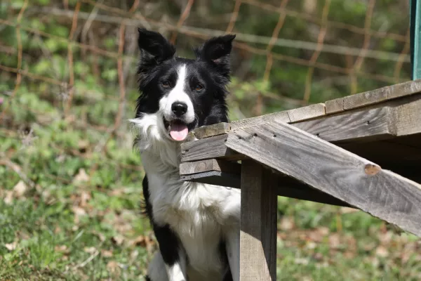 12.04.2025 - Ovčarska Spring Trial 2025 &ndash; Mednarodna tekma v pa&scaron;nji ovac v Sloveniji - Klub pa&scaron;nih psov Slovenije - pasma Border CollieFoto: Luka Cjuha
