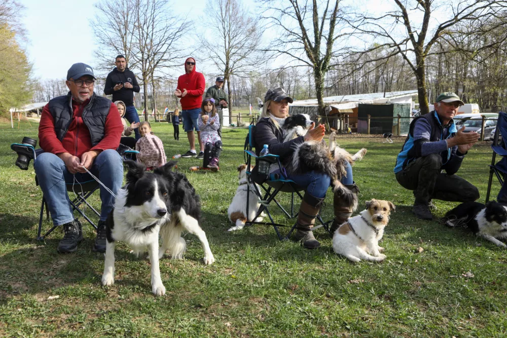 12.04.2025 - Ovčarska Spring Trial 2025 &ndash; Mednarodna tekma v pa&scaron;nji ovac v Sloveniji - Klub pa&scaron;nih psov Slovenije - pasma Border CollieFoto: Luka Cjuha