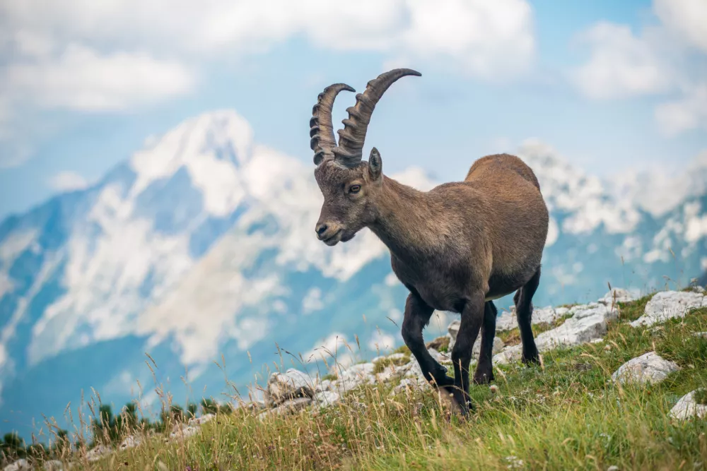 Morda pa se tisti z zlatimi rogovi &scaron;e kdaj vrne? / Foto: Istock