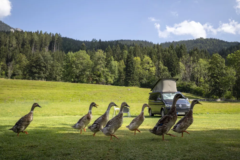 - Turistična kmetija &Scaron;enkova domačija, kamp- 22.08.2018 - Občina Jezersko - Zgornje Jezersko  //FOTO: Matjaž Ru&scaron;t
