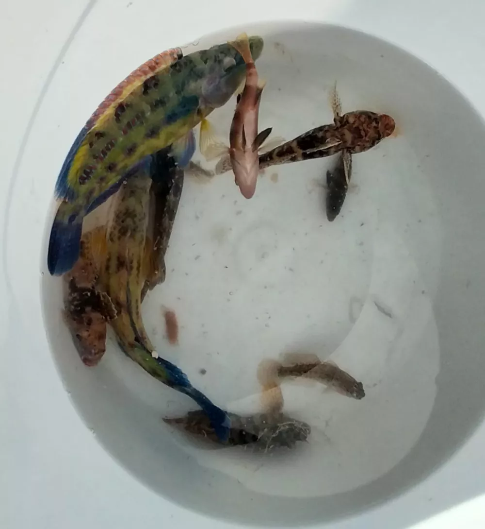 Odprto prvenstvo občine Piran v trkarjenju s palico z zidane obale.