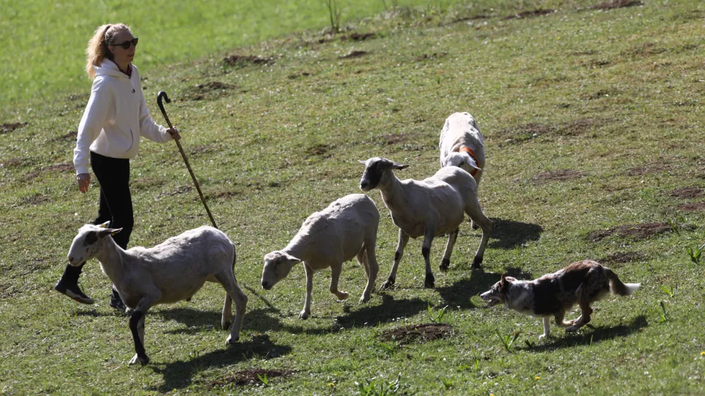 Na največjem ovčarskem tekmovanju pri nas so minuli konec tedna na Igu tekmovali vodniki iz devetih držav z 52 psi pasme &scaron;kotski mejni ovčar. Foto: Luka Cjuha