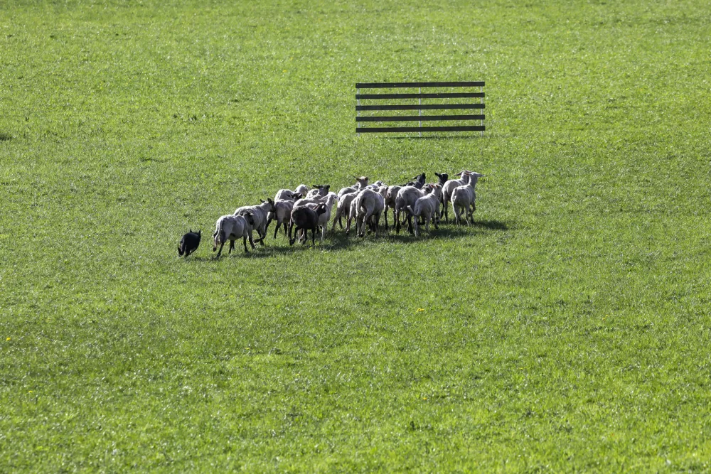 Na tekmi je sodelovalo 52 psov pasme &scaron;kotski mejni ovčar in 150 ovc, ki s svojim vedenjem niso bile najlažje za vodnike. Foto: Luka Cjuha