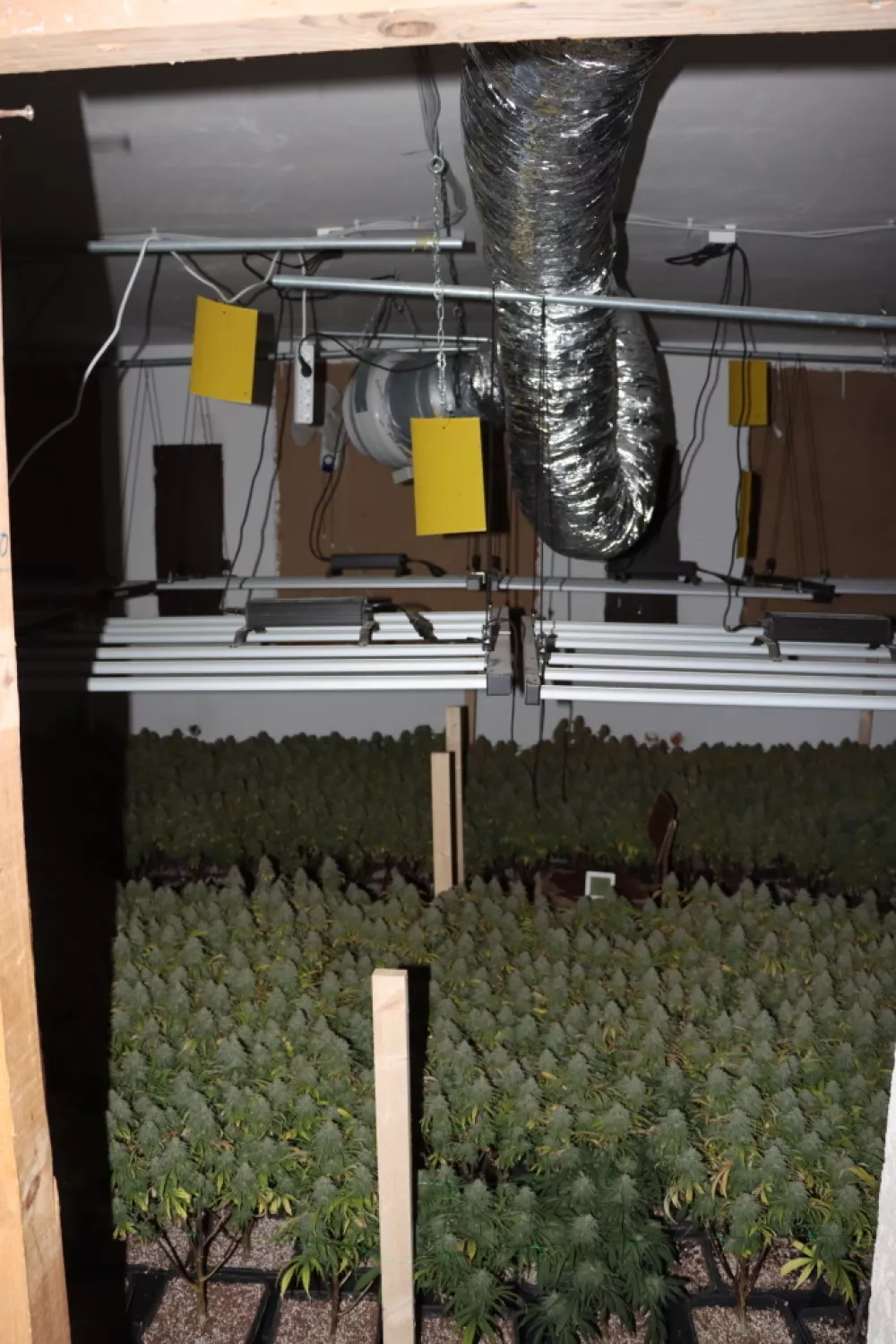 Konoplja, marihuana, zaseg konoplje, prostor za gojenje.15. 4. 2025PU Novo mesto