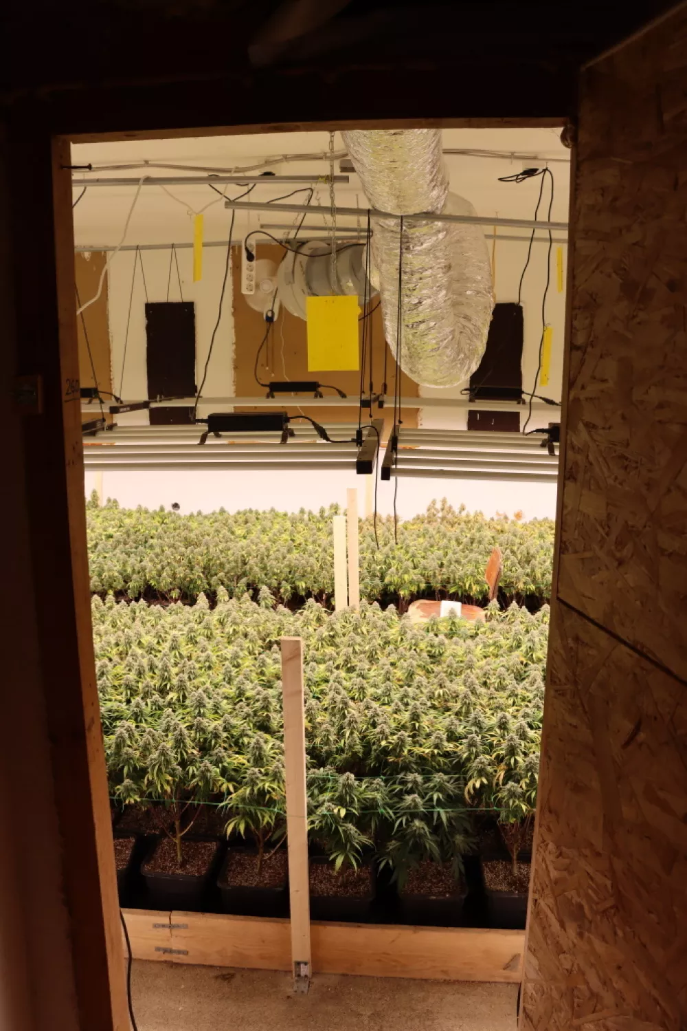 Konoplja, marihuana, zaseg konoplje, prostor za gojenje.15. 4. 2025PU Novo mesto