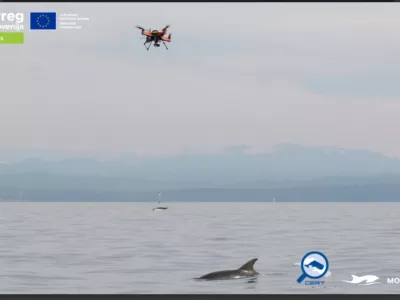 Genetsko vzorčenje delfinov z uporabo novih tehnologij. Foto: Morigenos