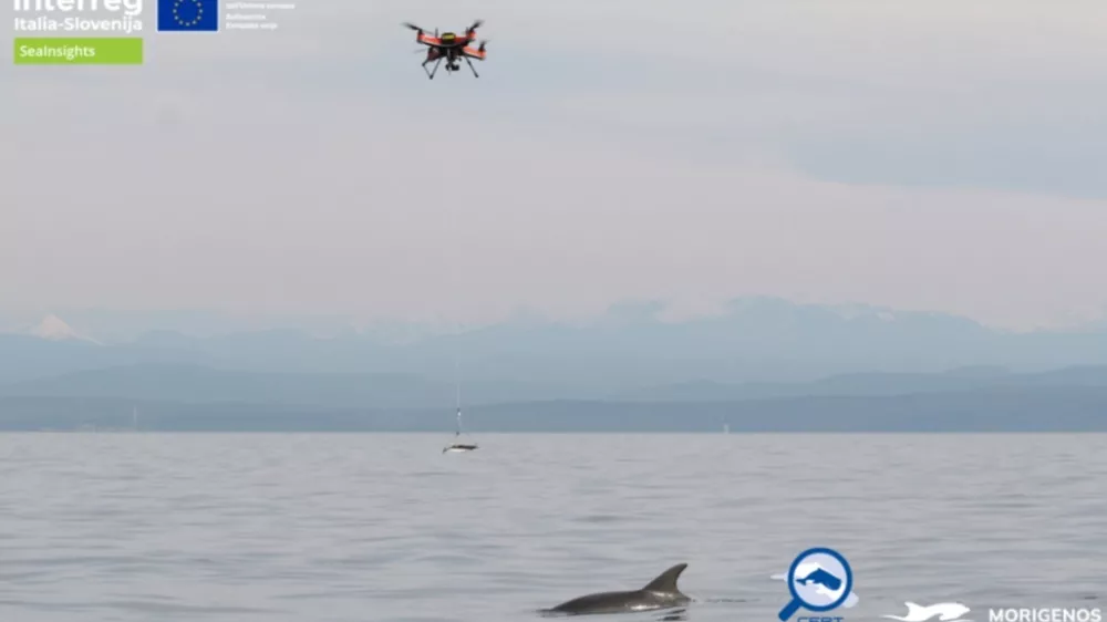 Genetsko vzorčenje delfinov z uporabo novih tehnologij. Foto: Morigenos