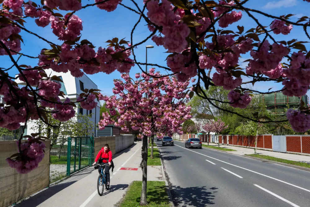 16.04.2025. Kopačeva ulica v Ljubljani.Pomlad v Ljubljani.//FOTO: Bojan Velikonja