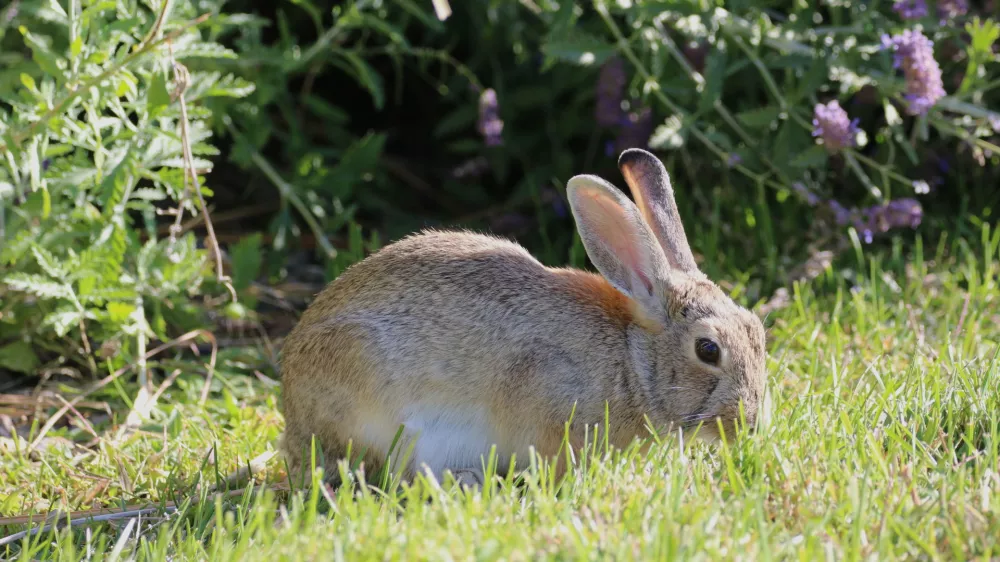 Zajci, značilni za Denver lahko skočijo med 60 in 90 centimetri visoko.