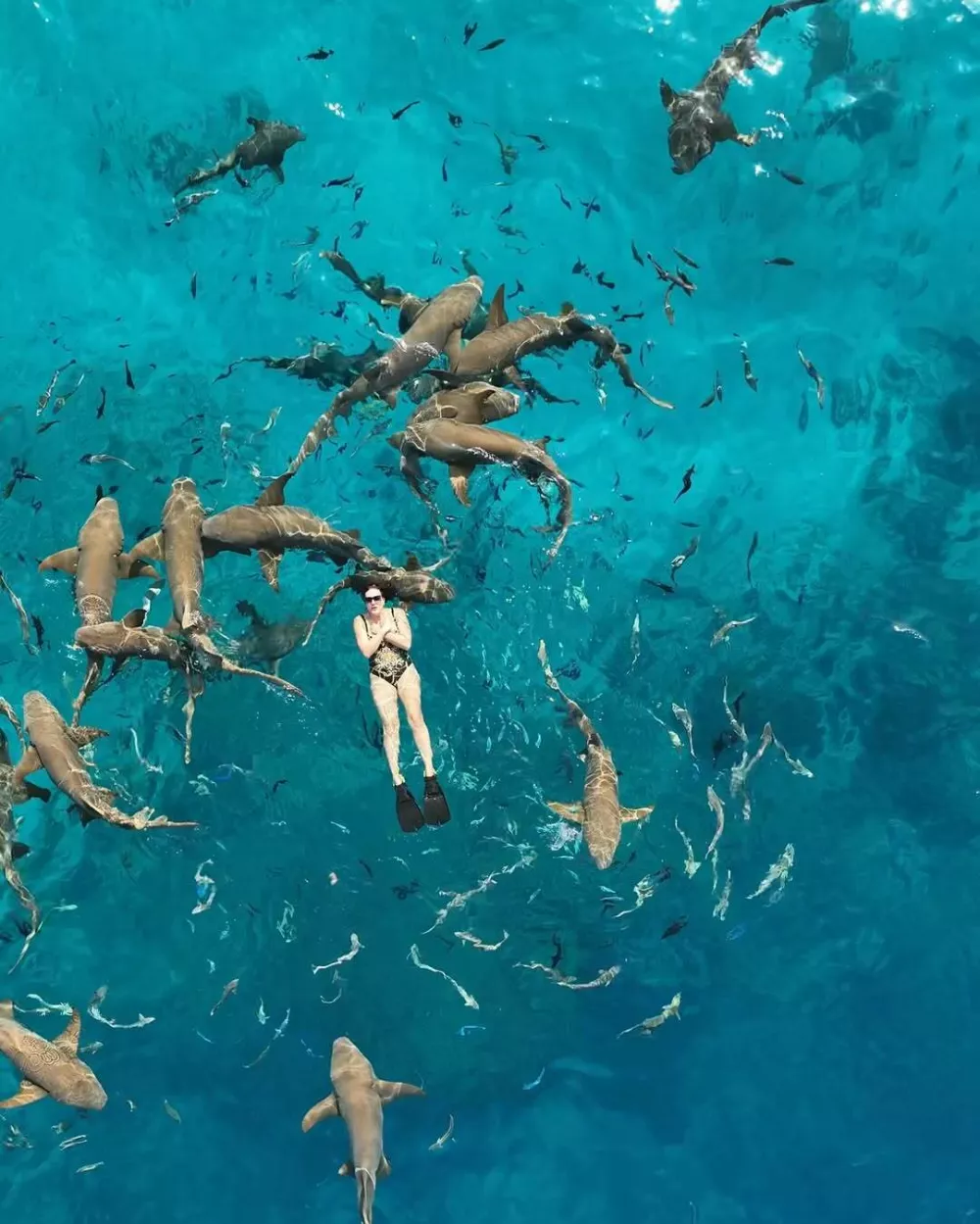 Rebeka Dremelj med morskimi psi 