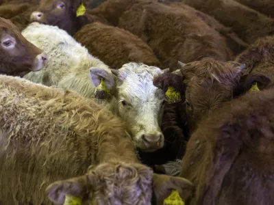 - govedoreja - govedo, krave, telice- 14.12.2018, Jurovski Dol - Družinsko podjetje Vita - &Scaron;pindler d.o.o. je bilo ustanovljeno 26.3.2003 in danes spada med največje uvoznike in izvoznike živine v Sloveniji. Ukvarjajo se s prodajo in odkupom živih živali &ndash; goveda, predvsem preko lastnega zbirnega centra v Jurovskem Dolu.Foto: Matjaž Ru&scaron;t