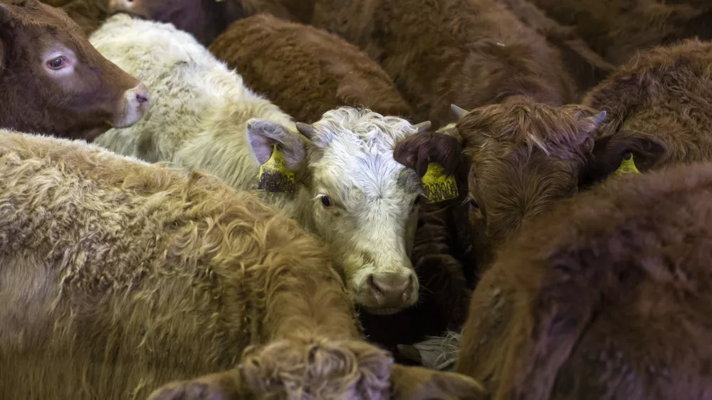 - govedoreja - govedo, krave, telice- 14.12.2018, Jurovski Dol - Družinsko podjetje Vita - &Scaron;pindler d.o.o. je bilo ustanovljeno 26.3.2003 in danes spada med največje uvoznike in izvoznike živine v Sloveniji. Ukvarjajo se s prodajo in odkupom živih živali &ndash; goveda, predvsem preko lastnega zbirnega centra v Jurovskem Dolu.Foto: Matjaž Ru&scaron;t