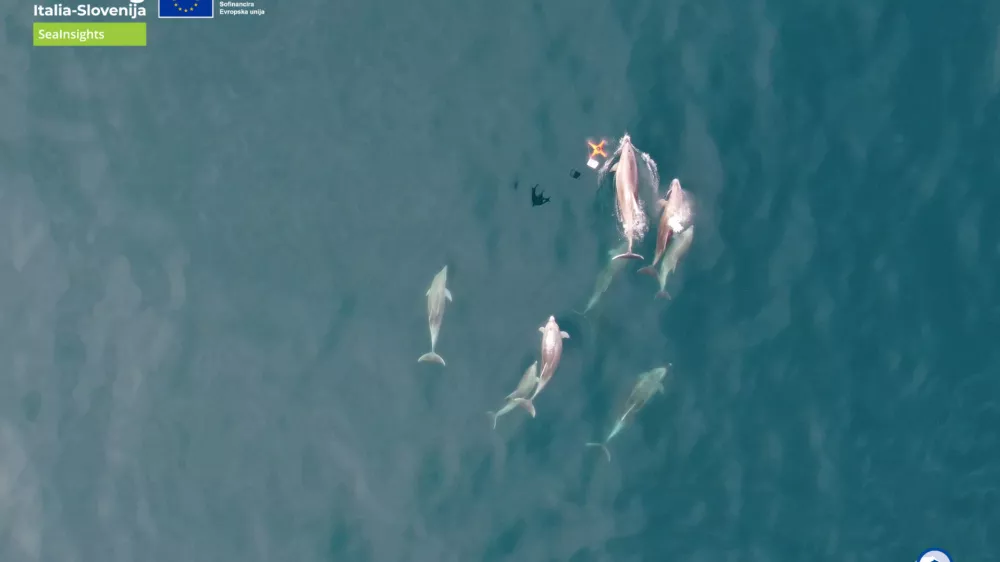 Jadransko morje.Drustvo Morigenos je skupaj z ekipo Univerze v Padovi zacelo izvajati genetsko vzorcenje delfinov iz izdihanega zraka z uporabo brezpilotnih letalnikov. Brez stika z zivaljo zelijo pridobiti njihov DNK in podatke o zdravju, kar odpira nove moznosti za varstvo delfinov v Jadranu in sirse.Foto: Morigenos