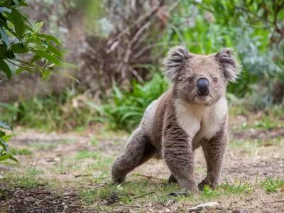 koala walking on land