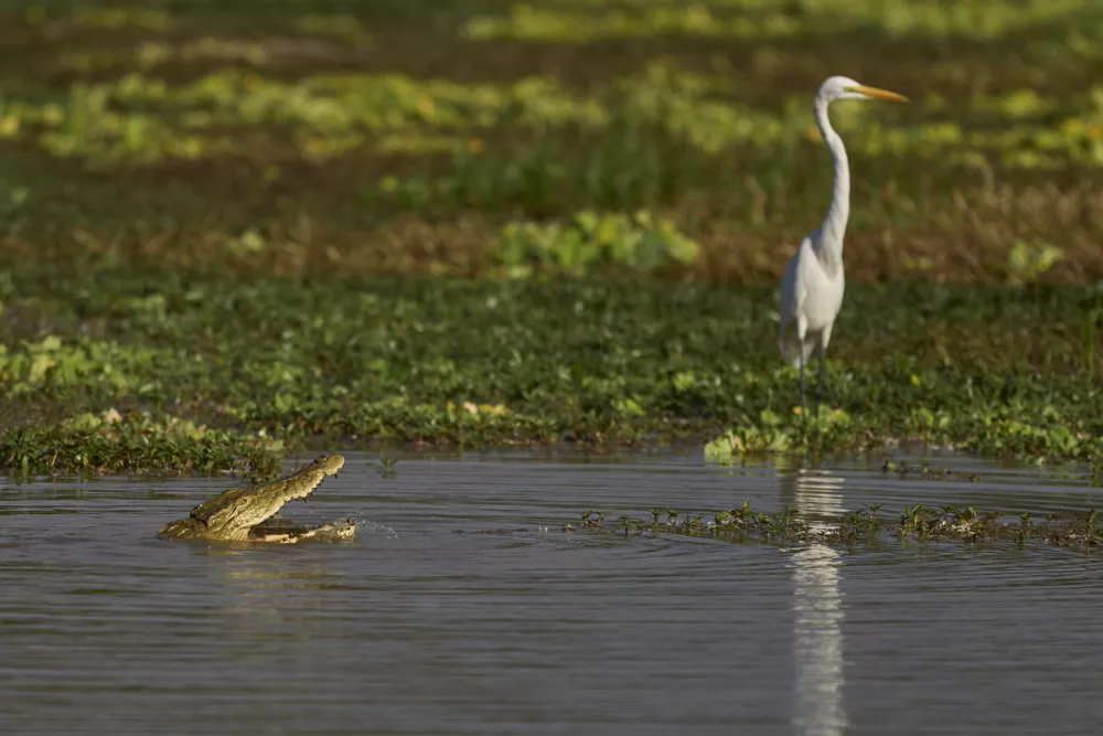 Nilski krokodil. Tudi sicer se te živali lahko prilagodijo zelo hitro zelo drugačnim pogojem. / Foto: Istock