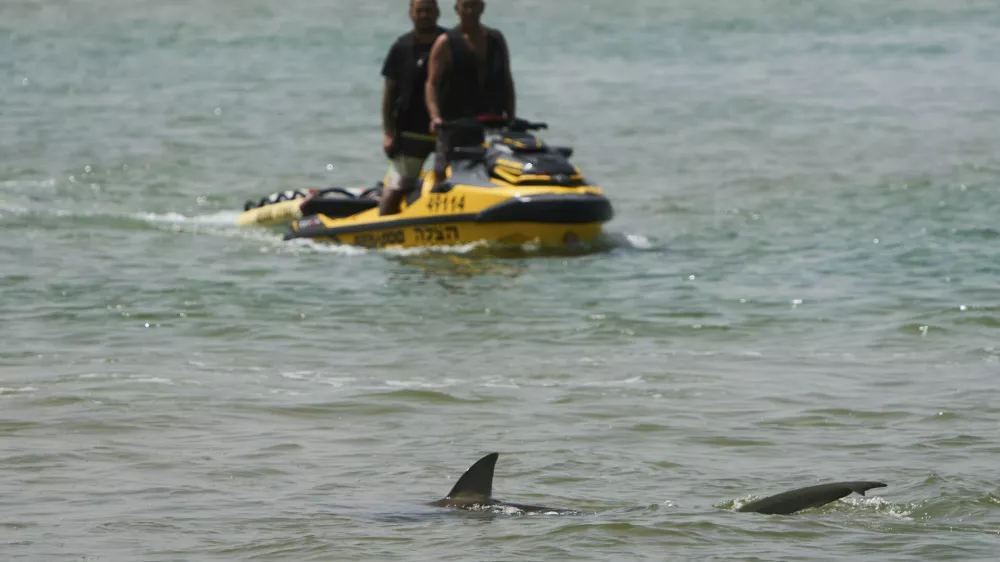 A shark swims in Mediterranean Sea as Israeli police are looking the area for a swimmer who they fear was attacked by a shark on Monday, near the Israeli city of Hadera, Tuesday, April 22, 2025. (AP Photo/Ariel Schalit)