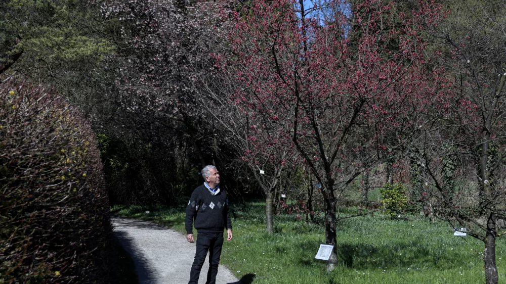 Vodja Botaničnega vrta Univerze v Ljubljani Jože Bavcon je povedal, da je na bližnjem zemlji&scaron;ču Mestne občine Ljubljana predvidena zasnova nove zelene povr&scaron;ine in rastlinjaka za sredozemske in pu&scaron;čavske rastline. Foto:&nbsp;Jaka Gasar