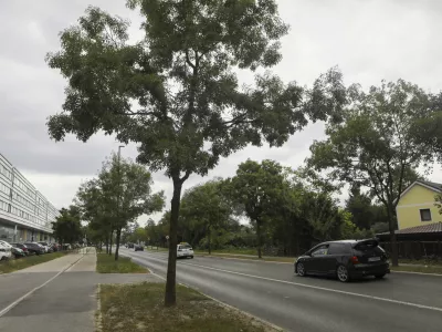 - 28.08.2023 &ndash; Barjanska cesta - drevored //FOTO: Luka Cjuha