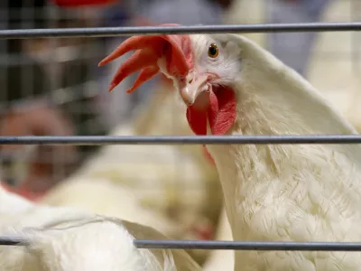 Slika je simbolična. / Foto: Istock