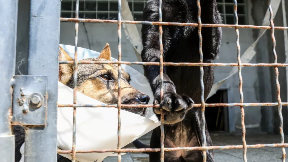18.08.2016. Zaveti&scaron;če za zapu&scaron;čene živali Ljubljana, Gmajnicepesfoto: Bojan Velikonja