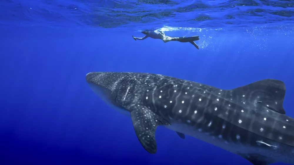 A person swims near a whale shark off the coast of St. Helena in the South Atlantic Ocean in February 2025. (AP Photo/Flora Tomlinson-Pilley)