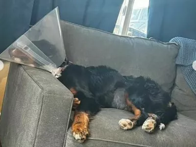 Bernska plan&scaron;arka Luna je več kot očitno nezdravo obesedena z nogavicami. 