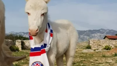 Mali Mario iz Raba je velik navijač Hajduka. F Dora &Scaron;imičić/OPG Kanat