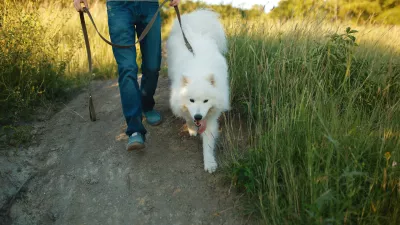 Dog samoyed and his owner. Cool dog and young man having fun in a park. Concepts of friendship