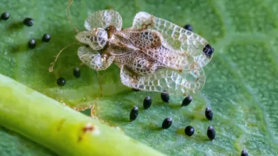 Hrastova čipkarka od blizu