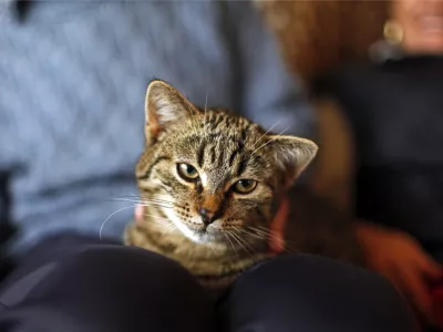 re&scaron;eni maček Džoni- Dogo&scaron;e pri Mariboru - portret re&scaron;itelja hi&scaron;nega ljubljenčka v poplavah 5. novembra 2012 ko je reka Drava prestopila bregove zaradi dviga zapornic na avstrijski strani - objavljena fotografija 051112jg10//FOTO: Jaka Gasar