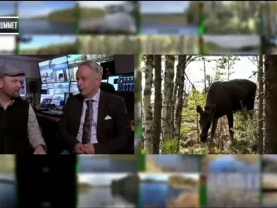 Sedma izdaja Den stora &auml;lgvandringen (Velika selitev losov), &Scaron;vedska javna televizija SVT