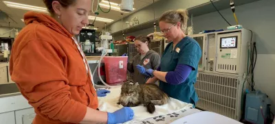 Kot po čudežu preživela Mirage je na varnem. Foto: Društva za živali Best Friends