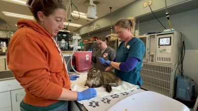 Kot po čudežu preživela Mirage je na varnem. Foto: Dru&scaron;tva za živali Best Friends