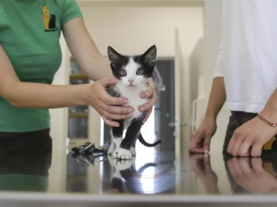 - maček - - 16.07.2020 - nova veterinarska ambulanta - Zaveti&scaron;če za zapu&scaron;čene živali Ljubljana - Gmajnice 30, oskrba zapu&scaron;čenih domačih hi&scaron;nih živali //FOTO: Jaka Gasar