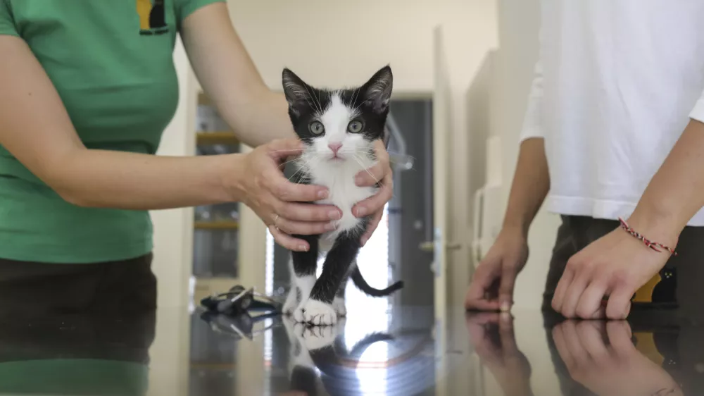 - maček - - 16.07.2020 - nova veterinarska ambulanta - Zaveti&scaron;če za zapu&scaron;čene živali Ljubljana - Gmajnice 30, oskrba zapu&scaron;čenih domačih hi&scaron;nih živali //FOTO: Jaka Gasar