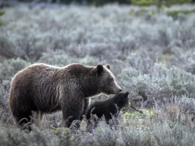 FILE - In this undated photo provided by Grand Teton National Park a grizzly bear known as No. 399 walks along side a cub. (C. Adams/Grand Teton National Park via AP, File)