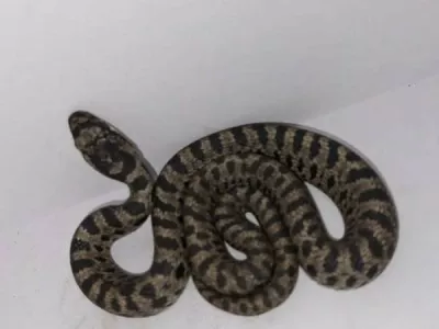 Strokovnjaki domnevajo, da je kača v Zagreb prispela kot slepi potnik, skrita v vozilu, ki je pripotovalo iz obmorskih krajev. Foto: Facebook