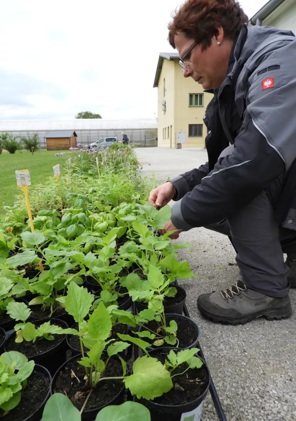 Dnevni odprtih vrat v vrtu zdravilnih in aromatičnih rastlin so namenjeni popularizaciji zeli&scaron;čarstva in tudi nakupu sadik, ki traja &scaron;e ves maj in tudi junija. Obiskovalci dobijo tu vse informacije za vzgojo in uporabo rastlin.  / Foto: Katja Petrovec